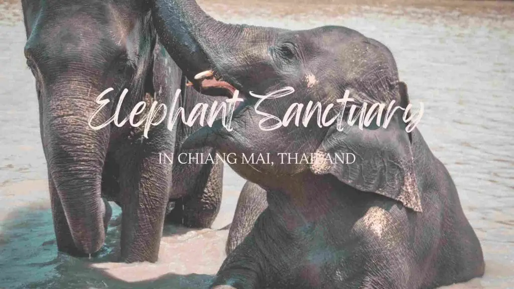 Chiang Mai Elephant Sanctuary blog post