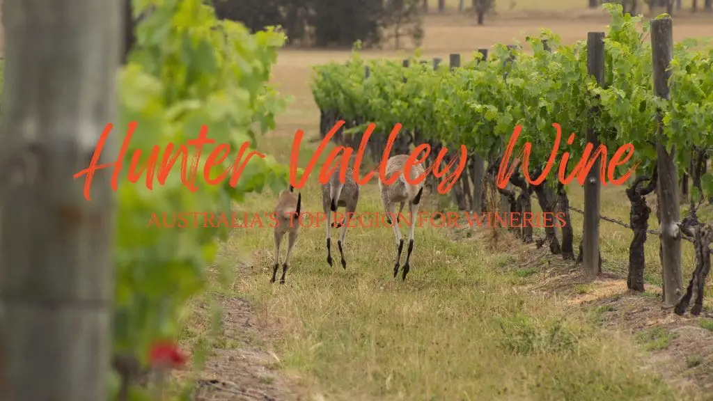 Hunter valley wine region