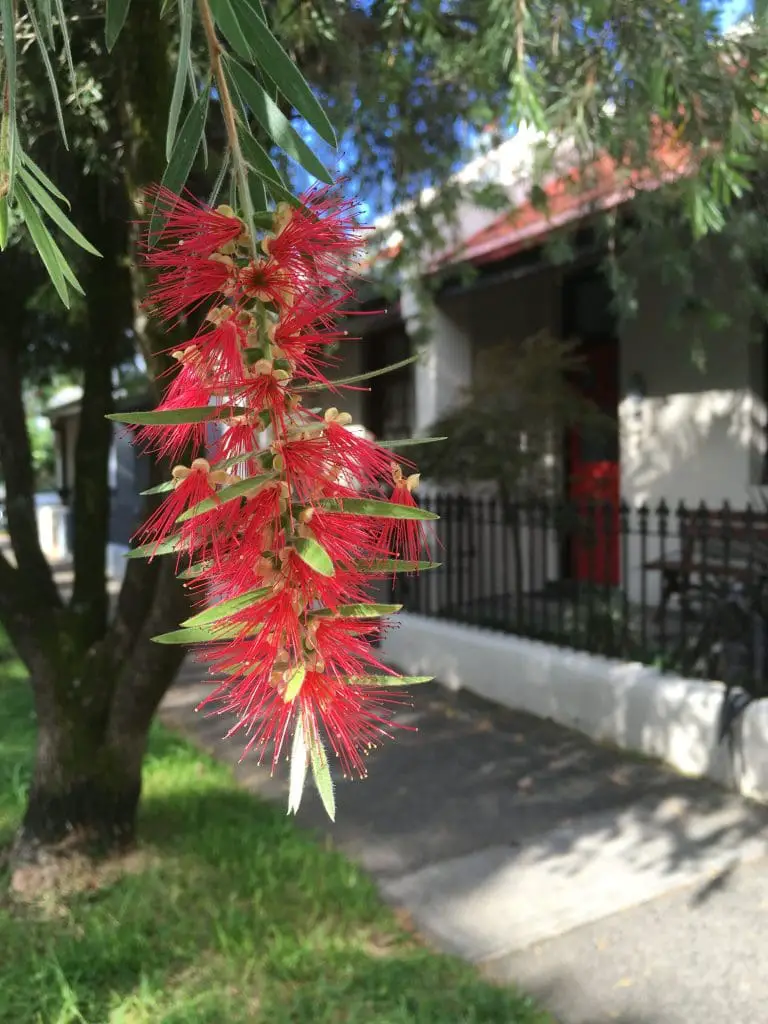 Flower in Australia 